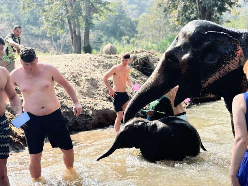 Chiang Mai: Elephant Sanctuary Feeding Program Half-Day Tour - Practical tips so your day feels easy