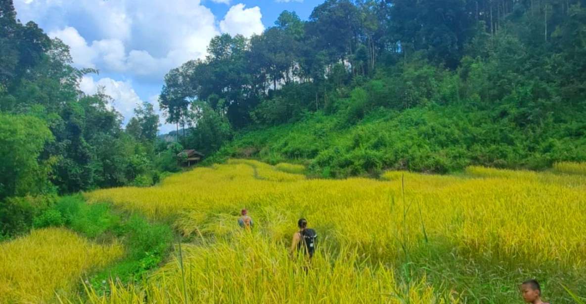 Chiang Mai: Elephant Sanctuary & Jungle Trek w/ Waterfall - Getting there: pickup timing and how the day flows