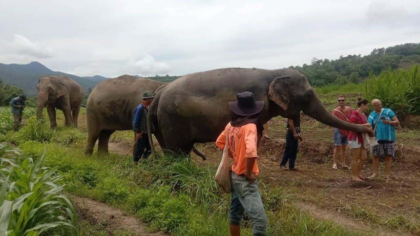 Chiang Mai: Elephant Sanctuary Local Hill Tribe Caretakers - Why a Chiang Mai elephant sanctuary day feels different