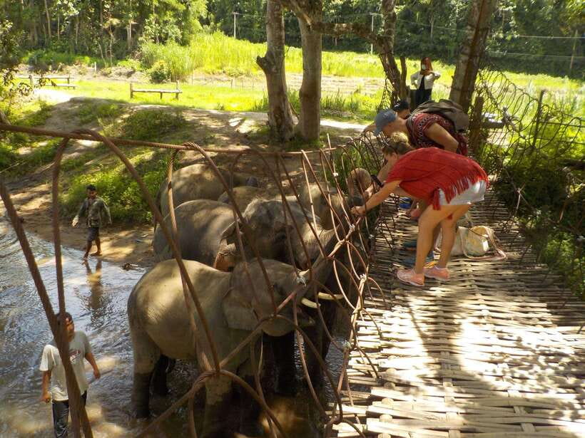 Chiang Mai: Elephant Sanctuary Local Hill Tribe Caretakers - What to bring (so the day stays fun, not annoying)
