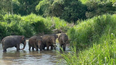 Chiang Mai: Elephant Sanctuary, Monk Trail & Doi Suthep Tour - Pickup, transport, and how the timing actually feels
