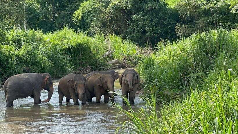 Chiang Mai: Elephant Sanctuary, Monk Trail & Doi Suthep Tour - Pickup, transport, and how the timing actually feels