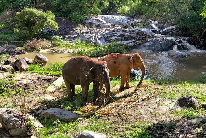 Chiang Mai Elephant Sanctuary Observation and Bamboo Rafting - How the Transport and Timing Actually Works