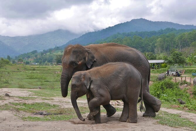 Chiang Mai Elephant Sanctuary Observation and Bamboo Rafting - What to Pack for a Day You’ll Actually Enjoy