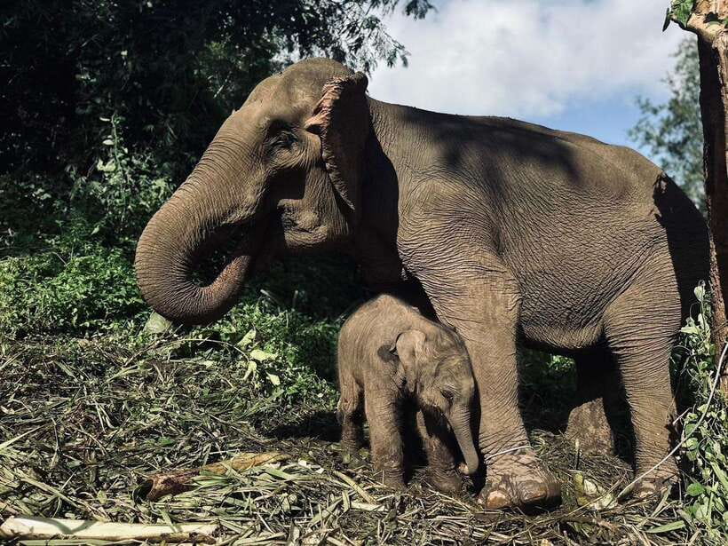 Chiang Mai: Elephant Sanctuary, Waterfall & Bamboo Rafting - Key things I found most worth it