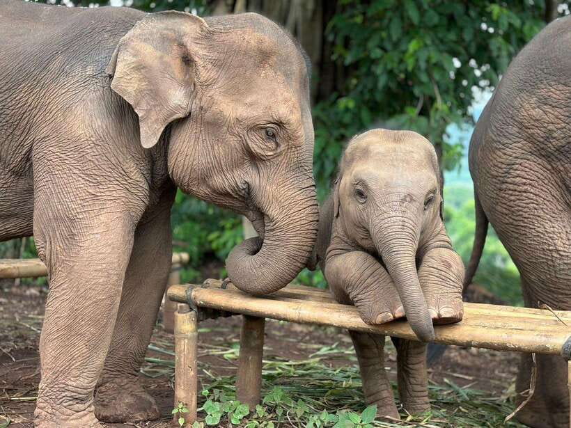 Chiang Mai: Elephant Sanctuary, Waterfall & Bamboo Rafting - Forest foraging, banana feeding, and elephant bathing