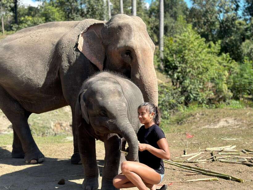 Chiang Mai: Elephant Sanctuary, Waterfall & Bamboo Rafting - Price and value: what this $60 day actually delivers