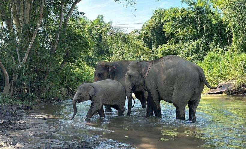 Chiang Mai: Elephant Sanctuary, Waterfall & Bamboo Rafting - Who this Chiang Mai tour suits best