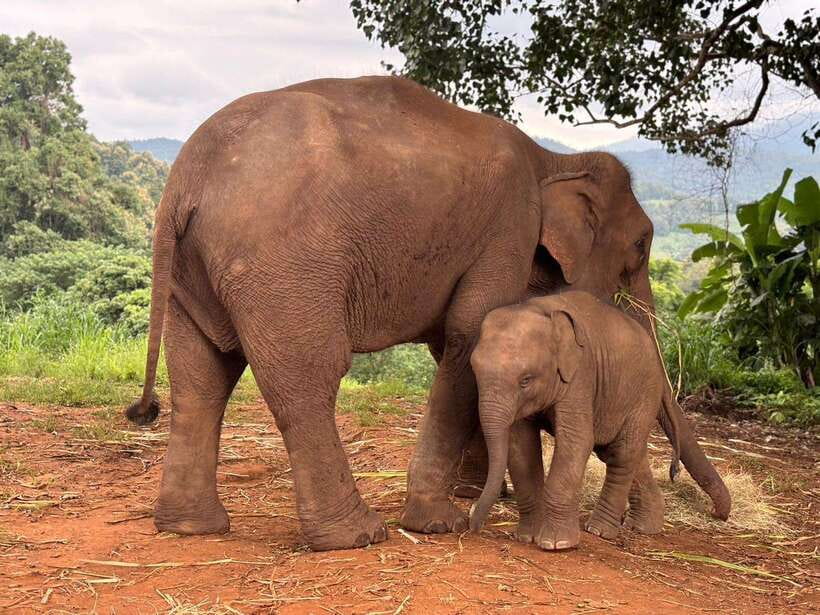 Chiang Mai: Elephant Sanctuary & Waterfall Group Tour - Key things to know before you go