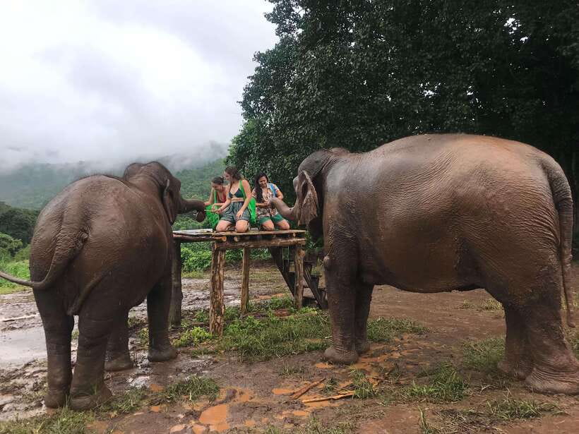 Chiang Mai: Elephant Sanctuary & Waterfall Group Tour - Lunch, snacks, and the food piece that actually helps you enjoy the day