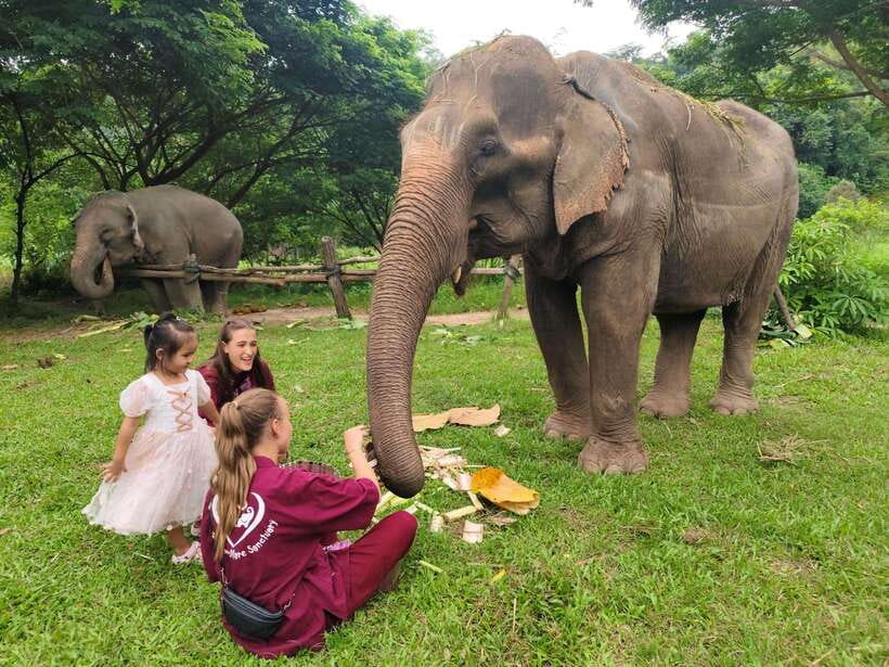 Chiang Mai: Elephants, Sticky Waterfalls, Market and Temple - Bua Thong Sticky Waterfalls: Spider-Style Rocks and Real Wet Fun