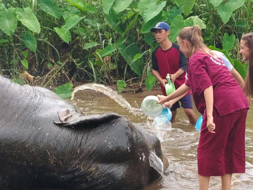 Chiang Mai: Elephants, Sticky Waterfalls, Market and Temple - Morning at the Local Market: Bugs, Snacks, and Rural Life