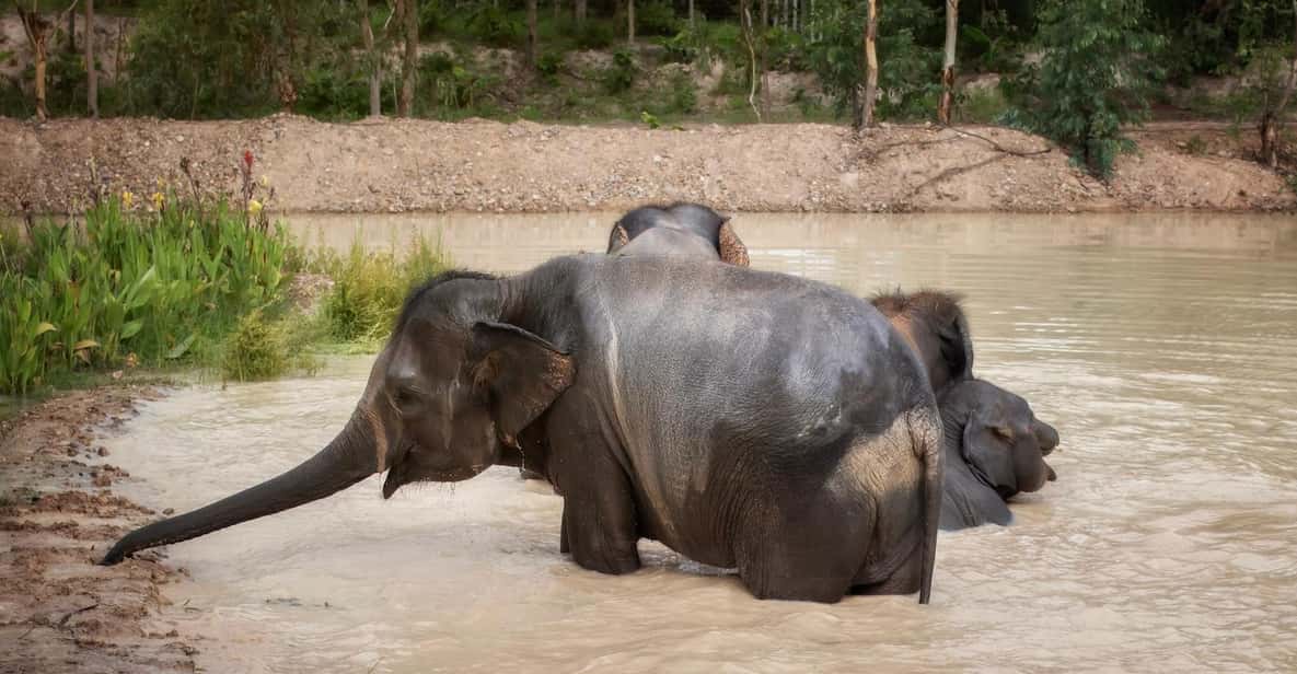 Chiang Mai: Ethical Elephant Encounter Feeding Program - Why This Elephant Encounter Feels More Like Care Than Performance