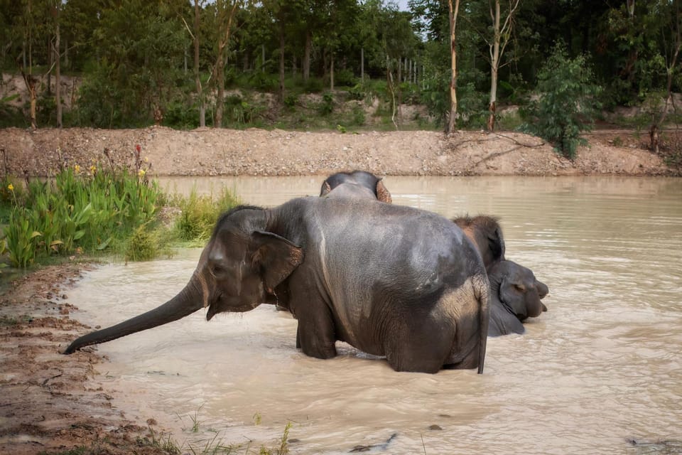 Chiang Mai: Ethical Elephant Encounter Feeding Program - Interaction Rules That Keep This Ethical (and Make the Visit Easier)