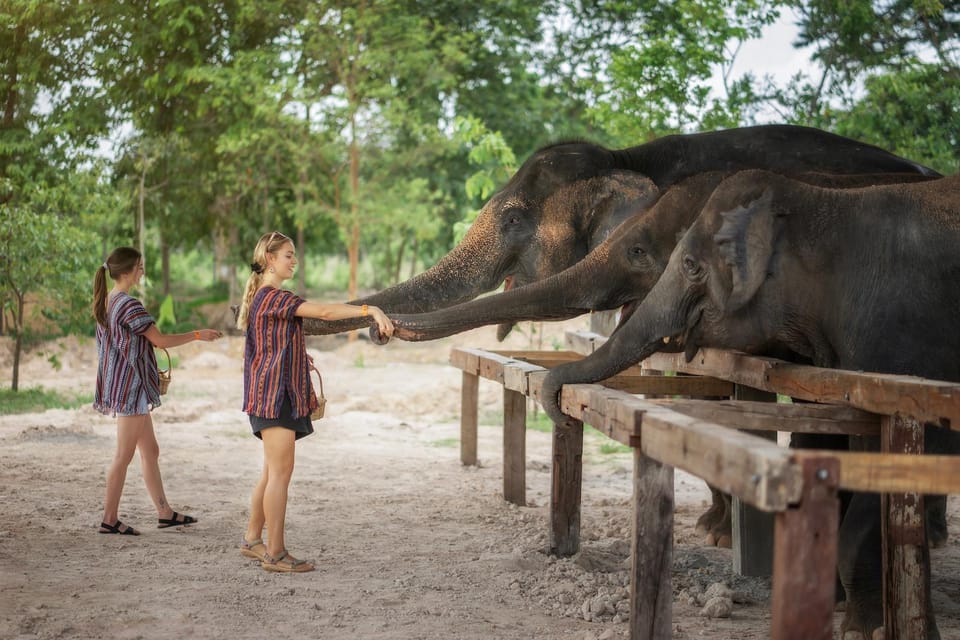 Chiang Mai: Ethical Elephant Encounter Feeding Program - How to Judge the Quality: Look for Healthy Elephants and Calm Behavior
