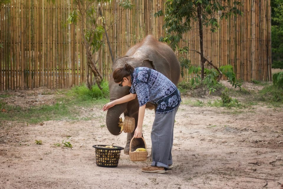 Chiang Mai: Ethical Elephant Encounter Feeding Program - Price and Value: Is $22 Worth It?