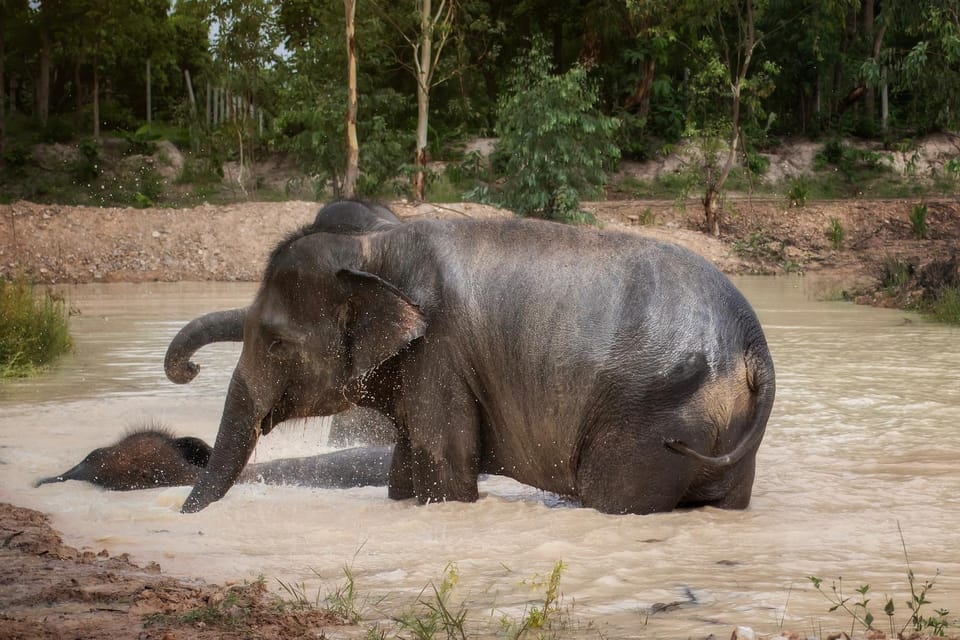 Chiang Mai: Ethical Elephant Encounter Feeding Program - Getting There and Packing Smart for Chiang Mai Weather