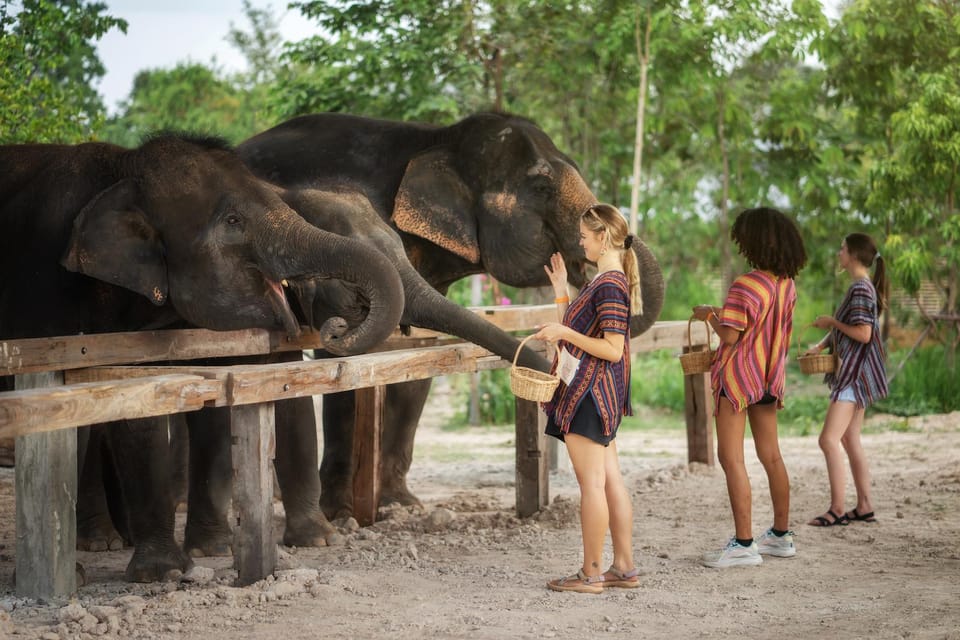 Chiang Mai: Ethical Elephant Encounter Feeding Program - FAQ