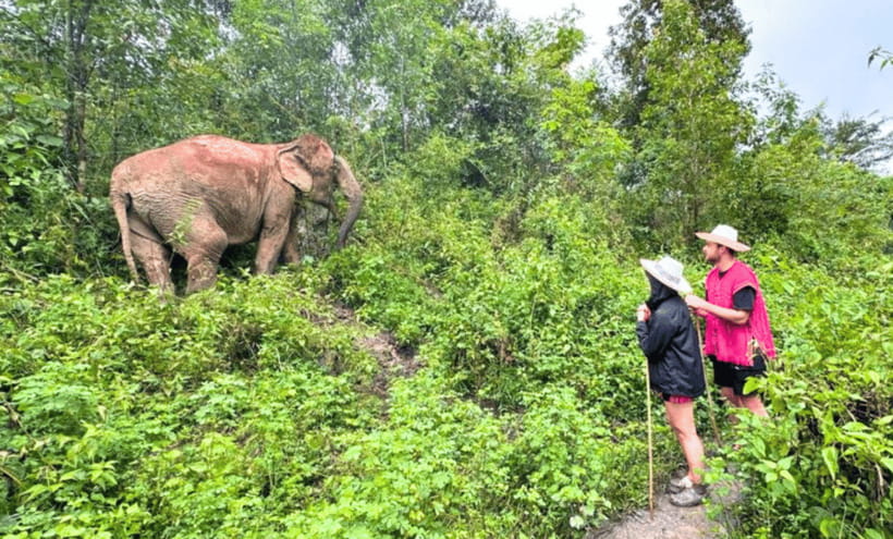 Chiang Mai: Ethical Half Day Elephant Sanctuary & Waterfall - What’s included (and what you still need to handle)