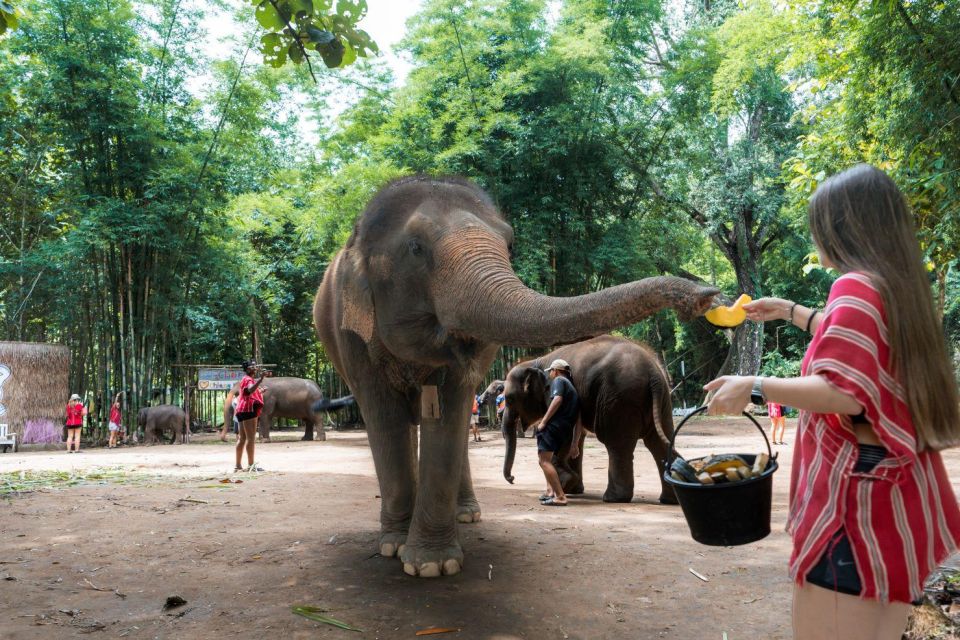 Chiang Mai: Full-Day Kerchor Elephant Eco Park Tour & Trek - Making herbal medicine balls with sugar cane