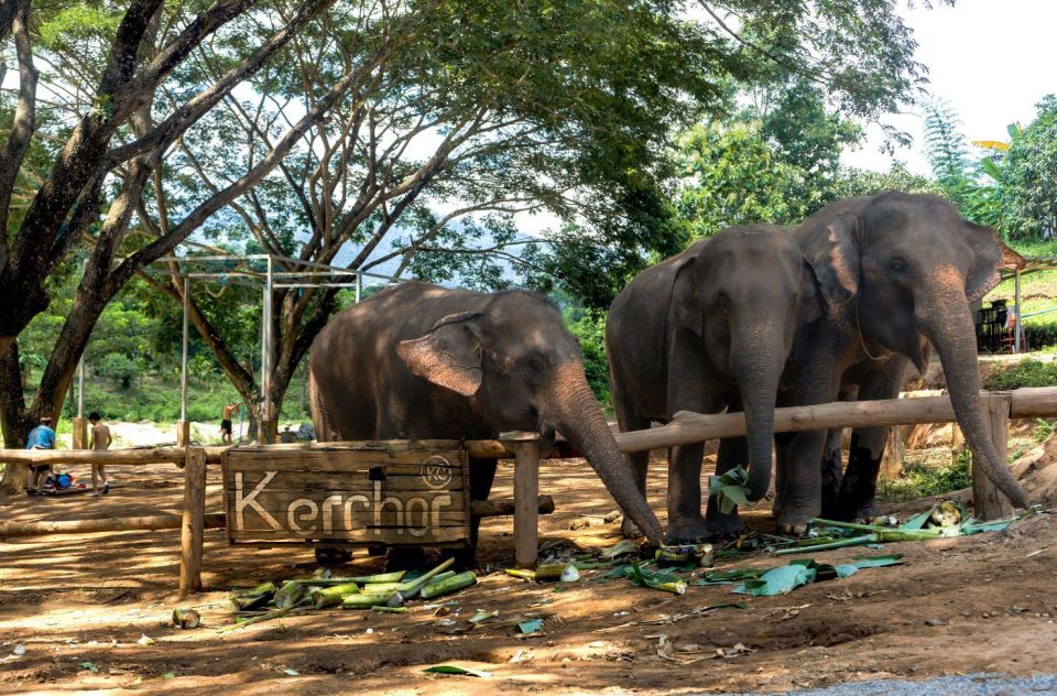 Chiang Mai: Full-Day Kerchor Elephant Eco Park Tour & Trek - Thai lunch in the park: fuel before the trek and rafting