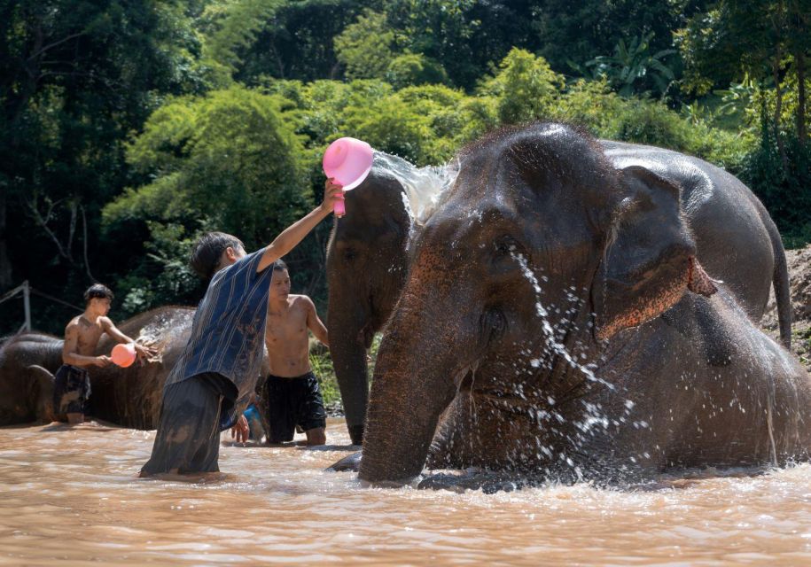 Chiang Mai: Full-Day Kerchor Elephant Eco Park Tour & Trek - Trek to the roaring waterfall: quiet countryside, cold payoff