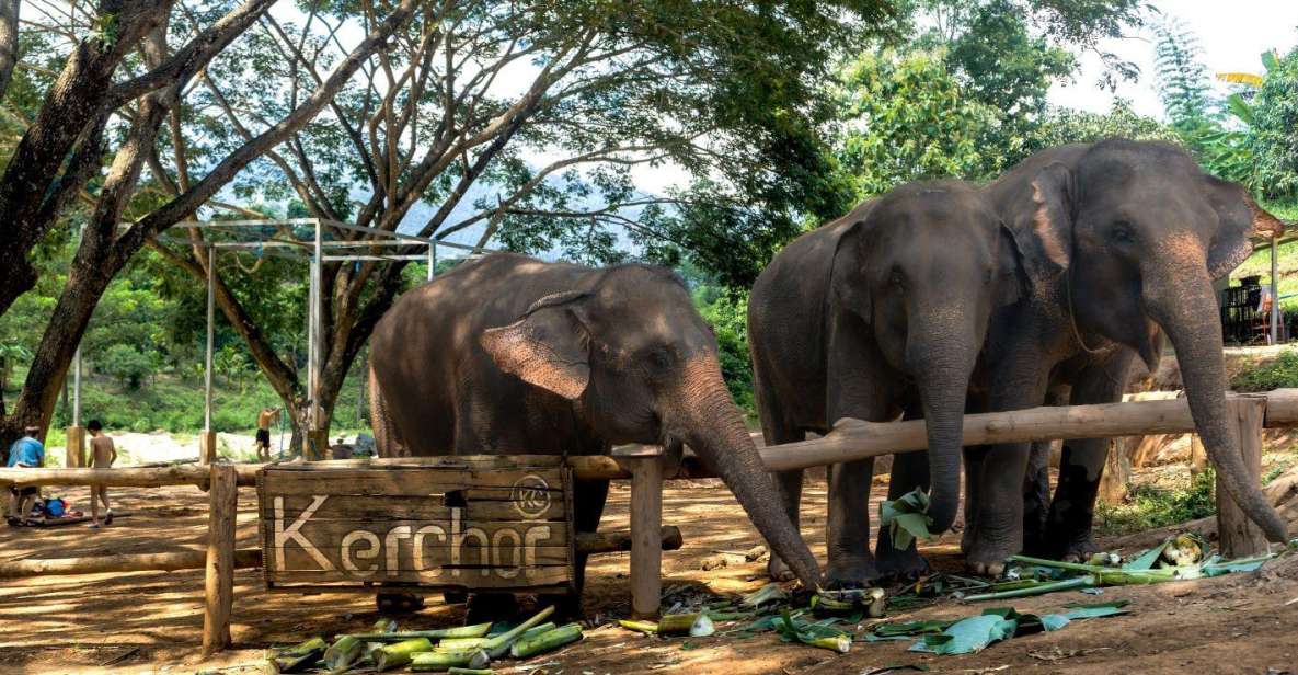 Chiang Mai: Full-Day Kerchor Elephant Eco Park Tour & Trek - Bamboo raft ride down the river: wet, bumpy, and fun with a guide up front