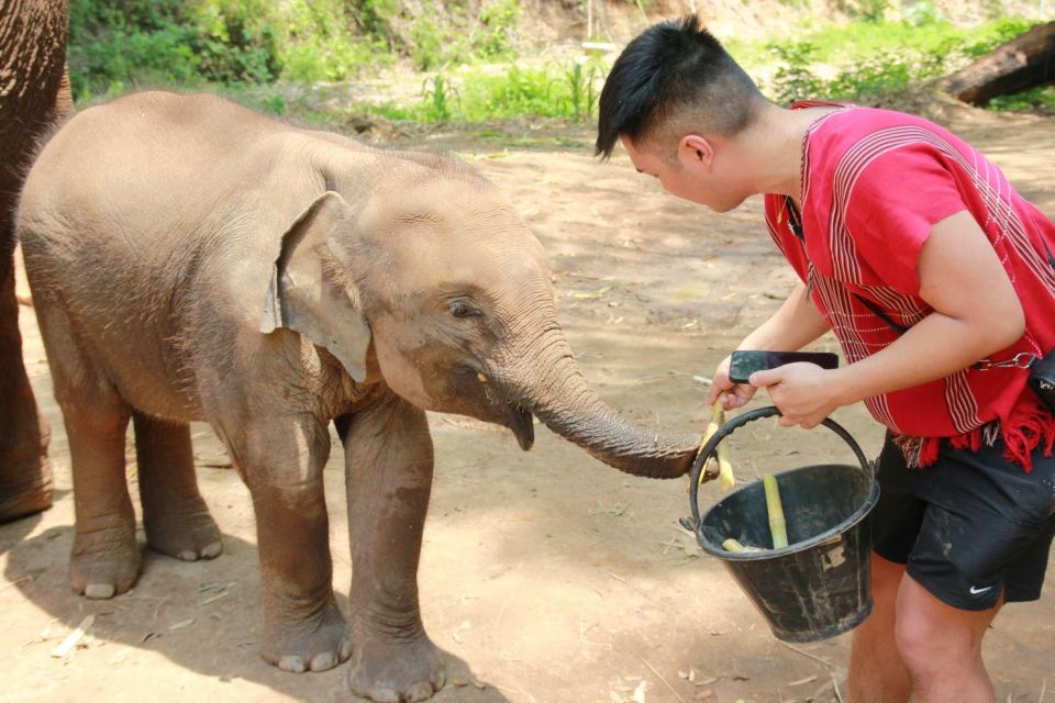 Chiang Mai: Full-Day Kerchor Elephant Eco Park Tour & Trek - What to bring (and what will help you avoid pain)