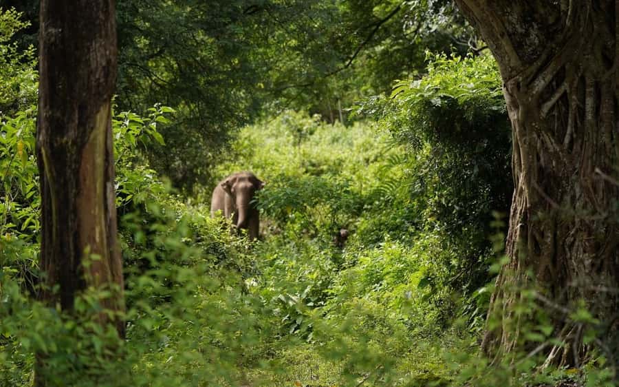 Chiang Mai Half-Day Adventure: River Tubing & Waterfall - Optional Elephant Feeding: Ethical Interaction at Sunshine for Elephants