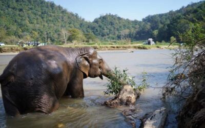 Chiang Mai Half-Day Adventure: River Tubing & Waterfall - Base Camp Reset With Showers, Tea, and Real Relax Time