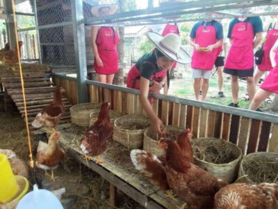 Chiang Mai: Half Day Cooking Class at Organic Farm - The Market Tour That Teaches You What Thai Cooking Runs On