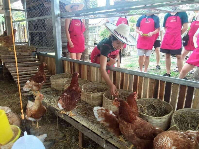 Chiang Mai: Half Day Cooking Class at Organic Farm - The Market Tour That Teaches You What Thai Cooking Runs On