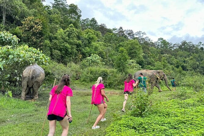 Chiang Mai Half Day Elephant Sanctuary Observation and Waterfall - What You Actually Do at the Sanctuary: Food, Behavior, and a Guided Flow