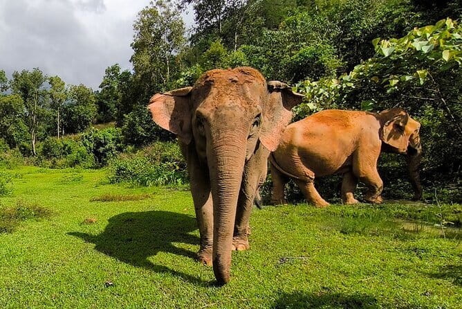 Chiang Mai Half Day Elephant Sanctuary Observation and Waterfall - Transportation and Timing: Why the Ride Feels Like Part of the Adventure