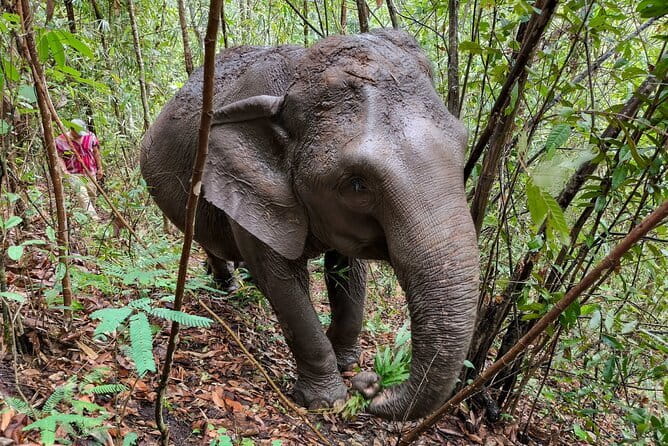 Chiang Mai Half Day Elephant Sanctuary Observation and Waterfall - Getting Up Close With Elephants (Without Crossing Lines)