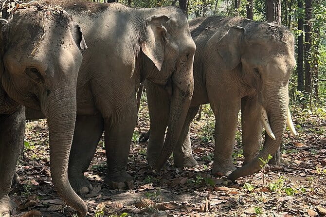 Chiang Mai Half Day Tour: Doi Inthanon Elephant Sanctuary - Ethical elephant time in Doi Inthanon (and what that really means)