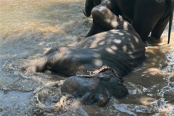 Chiang Mai Half Day Tour: Doi Inthanon Elephant Sanctuary - Who this tour suits best (and who might want a different plan)