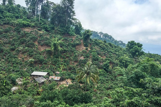 Chiang mai Hike & Downhill Bike Adventure –Suthep National Park - Khun Chang Khian and the Hill Tribe Village Pause: Food, Views, and a Breather