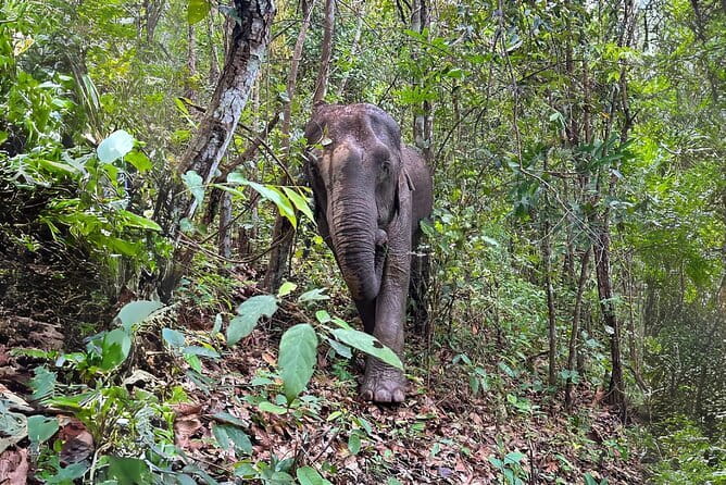 Chiang Mai: Inthanon, Elephant Sanctuary Observation & Waterfall - Key things to know before you go