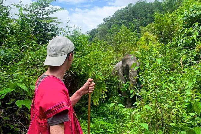 Chiang Mai: Inthanon, Elephant Sanctuary Observation & Waterfall - Joy Elephant Sanctuary: feeding, walking, and the no-touch rule