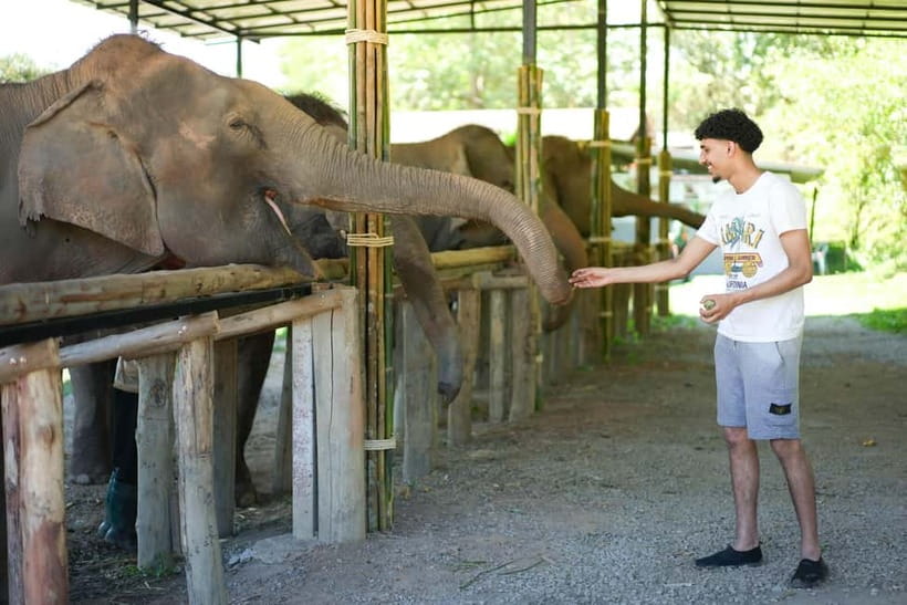 Chiang Mai: Jungle Jumbo Elephant Sanctuary with Waterfall - Elephant sanctuary time: feeding, mud play, and river washing (without riding)