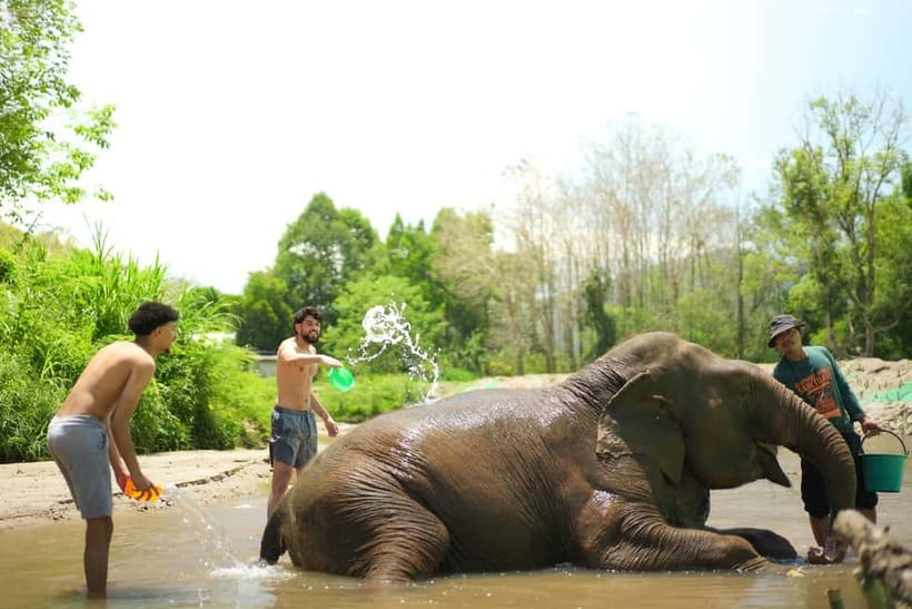 Chiang Mai: Jungle Jumbo Elephant Sanctuary with Waterfall - How ethical is it in real life? (What to ask before you go)