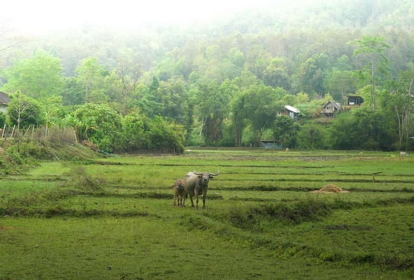 Chiang Mai: Jungle Jumbo Elephant Sanctuary with Waterfall - Transfers, timing, and what to bring for comfort