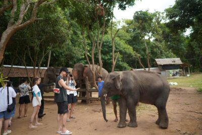 Chiang Mai: National Elephant Care, Rafting, & Ziplines Trip - Elephant Encounter at the National Mae Wang Habitat Park