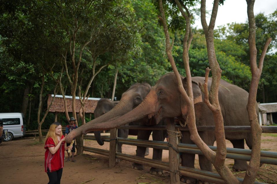 Chiang Mai: National Elephant Care, Rafting, & Ziplines Trip - Mae Wang Zipline Adventure: Forest Views and Air Time