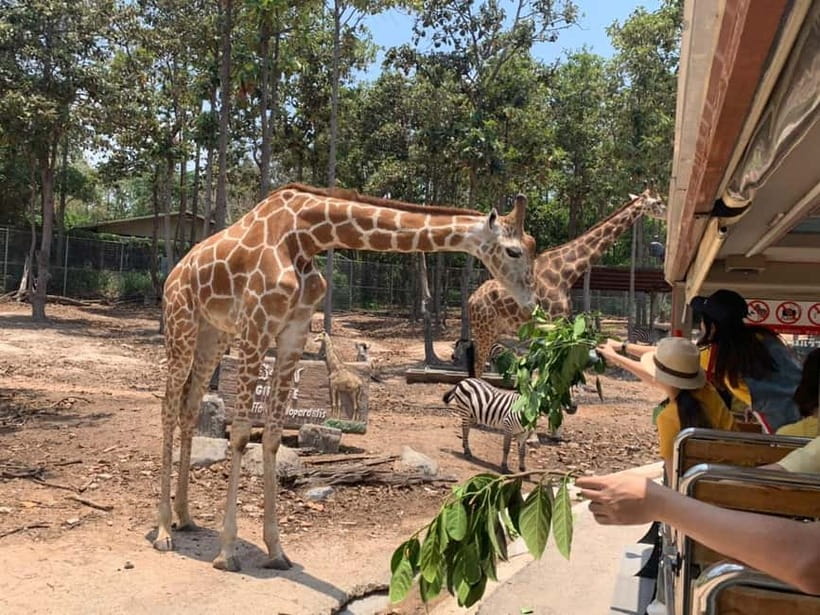 Chiang Mai Night Safari Ticket & Tram Rides Optional Pickup - Shows and Timing: The Part That Needs a Plan