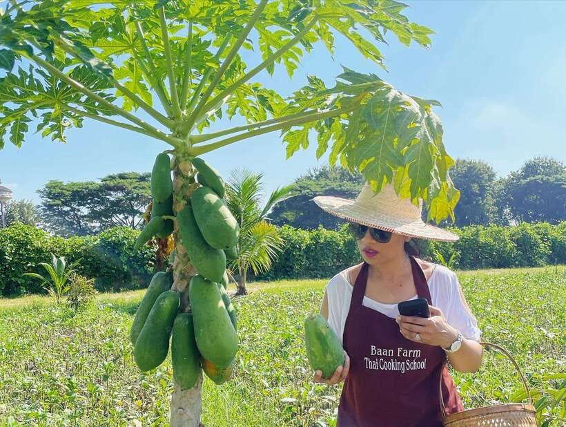 Chiang Mai Organic Thai Cooking Experience - Picking Your 5 Dishes: Som Tum to Mango Sticky Rice
