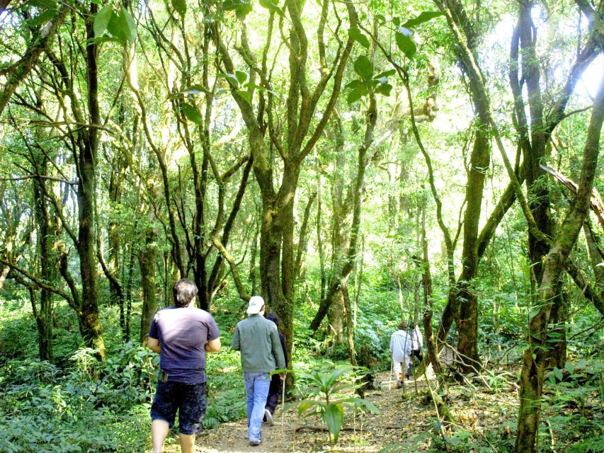 Chiang Mai: Pha Dok Siew Nature Trail & Doi Inthanon Trip - Pha Dok Siew Nature Trail: The 7-Tier Waterfall Walk You’ll Remember