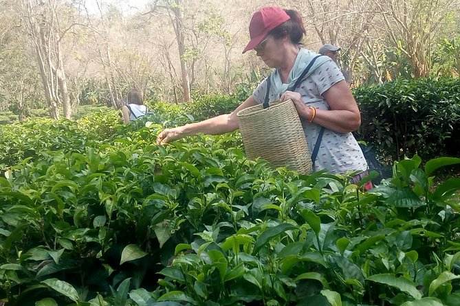 Chiang Mai Private Tour with Tea Plantation, Karen Village, Doi Suthep - Pickup at 8:00 am: Your Car, Your Guide, and Those Little Comforts