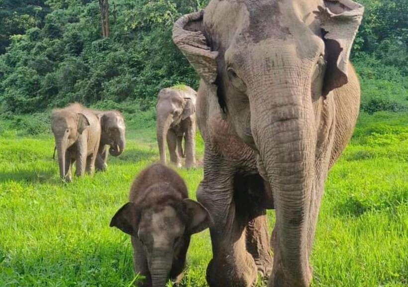 Chiang Mai | TeeTee Elephant Home Elephant Care Half-Day - Meet the Elephant Cast: Nam Chok, Phu Pha, San Dee, and More